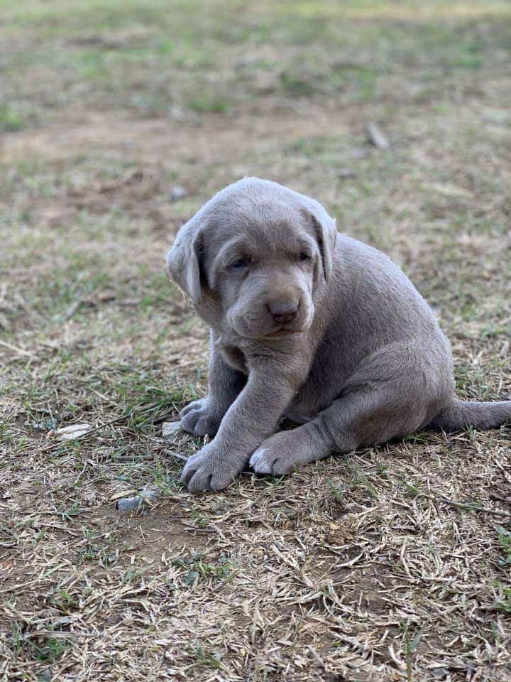 Silverlab - silver&charcoallab - España Portugal