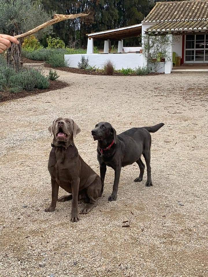 Silverlab - silver&charcoallab - España Portugal