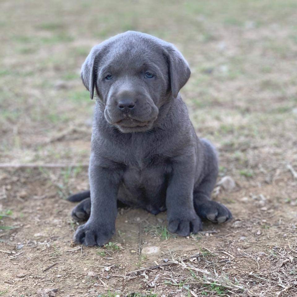 Silverlab - silver&charcoallab - España Portugal
