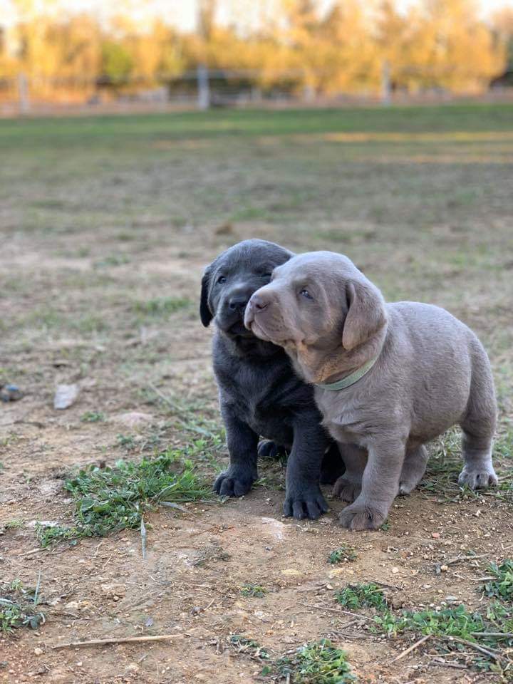 Silverlab - silver&charcoallab - España Portugal