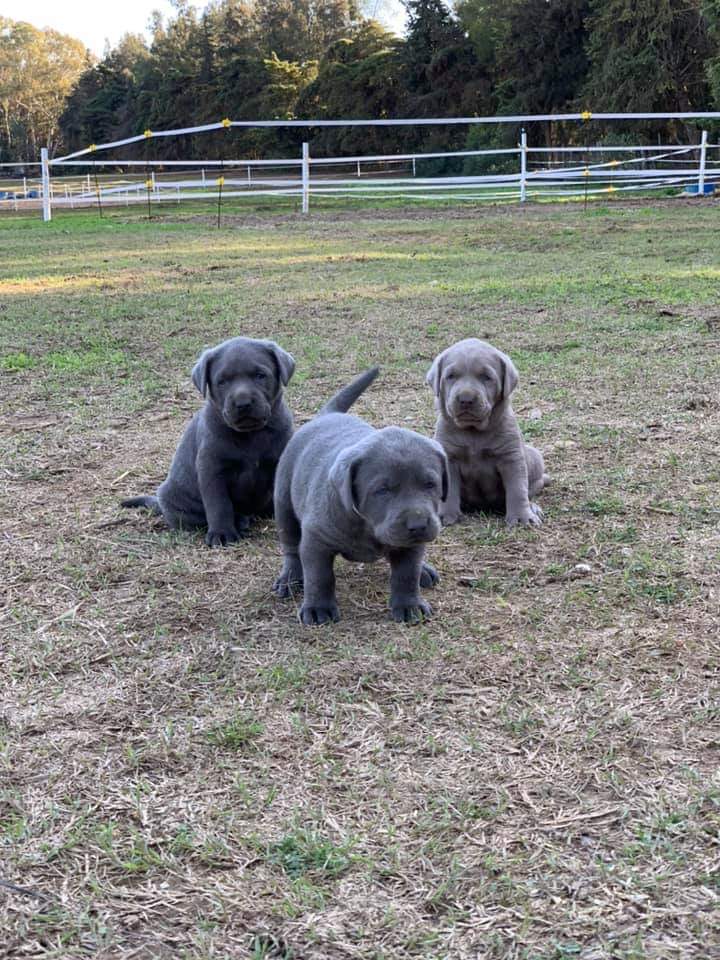 Silverlab - silver&charcoallab - España Portugal
