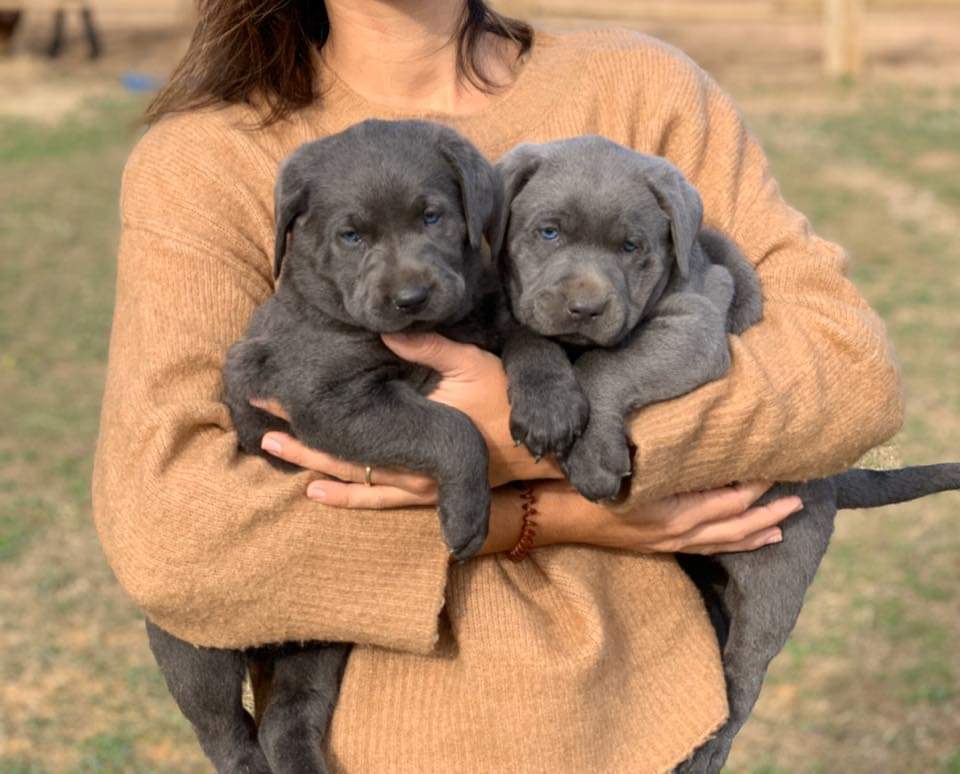 Silverlab - silver&charcoallab - España Portugal