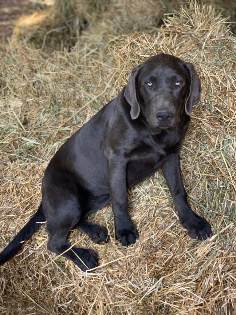 Silverlab - silver&charcoallab - España Portugal